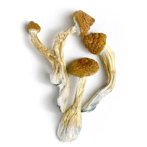 Gold Member Mushrooms